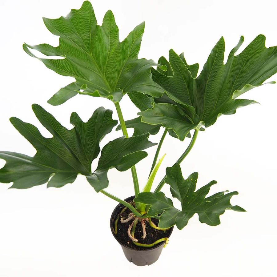フィロデンドロン セローム 根上がり 【観葉植物 4号／1個売り】