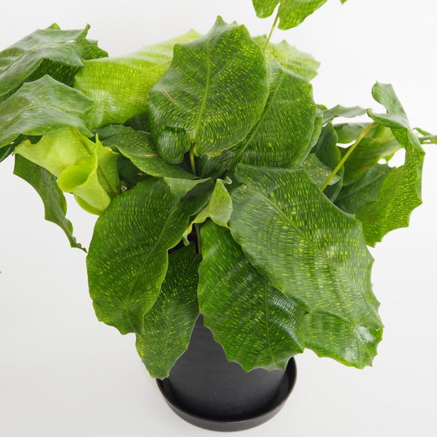 カラテア ムサイカ(モザイク) 【観葉植物 7号／1個売り】 : shopooo by