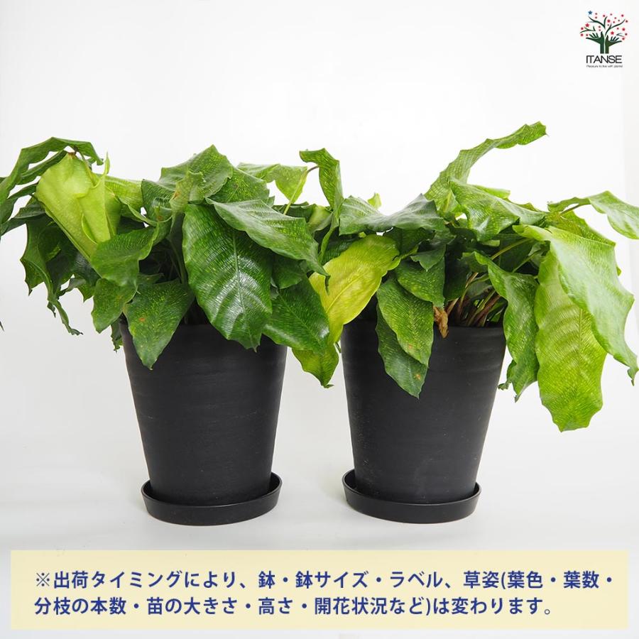 カラテア ムサイカ(モザイク) 【観葉植物 7号／1個売り】 : shopooo by