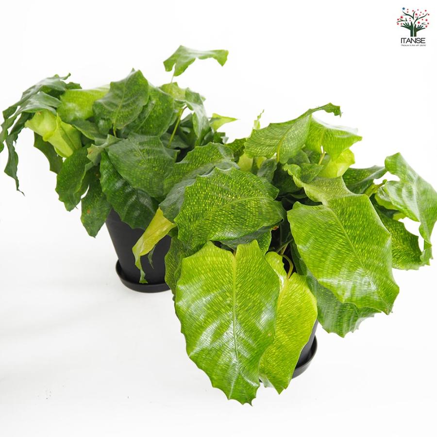 カラテア ムサイカ(モザイク) 【観葉植物 7号／1個売り】 : shopooo by