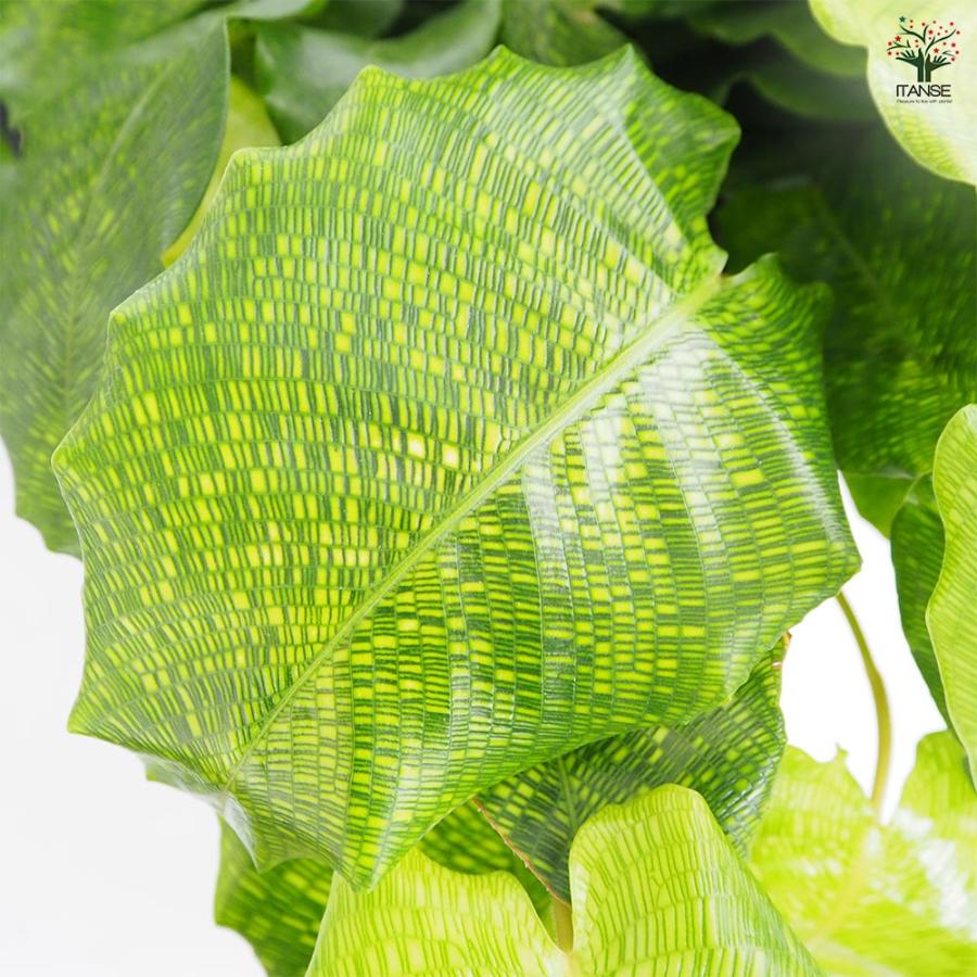 カラテア ムサイカ(モザイク) 【観葉植物 7号／1個売り】 : shopooo by
