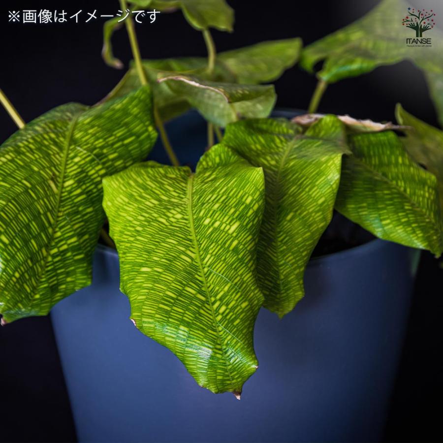 カラテア ムサイカ　観葉植物 No.139 カラテア・ムサイカ 観葉植物を育て始めたばかりの頃、 その