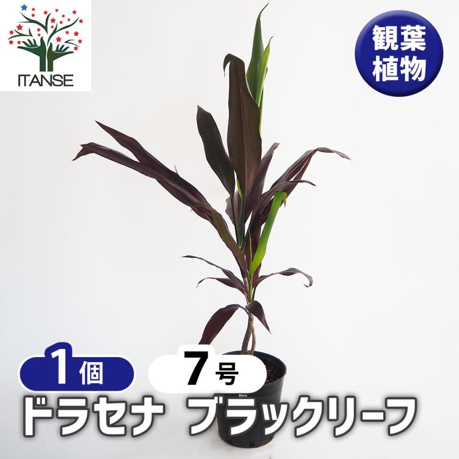 ドラセナ ブラックリーフ 【観葉植物 7号／1個売り】 : shopooo by GMO
