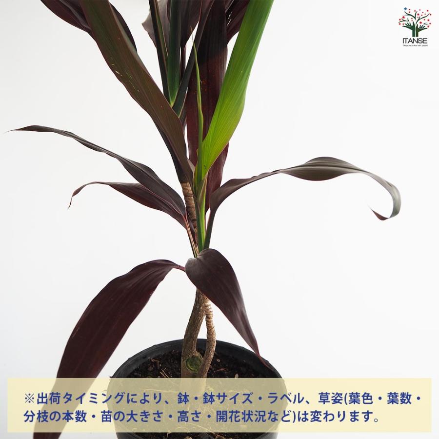 ドラセナ ブラックリーフ 【観葉植物 7号／1個売り】 : shopooo by GMO