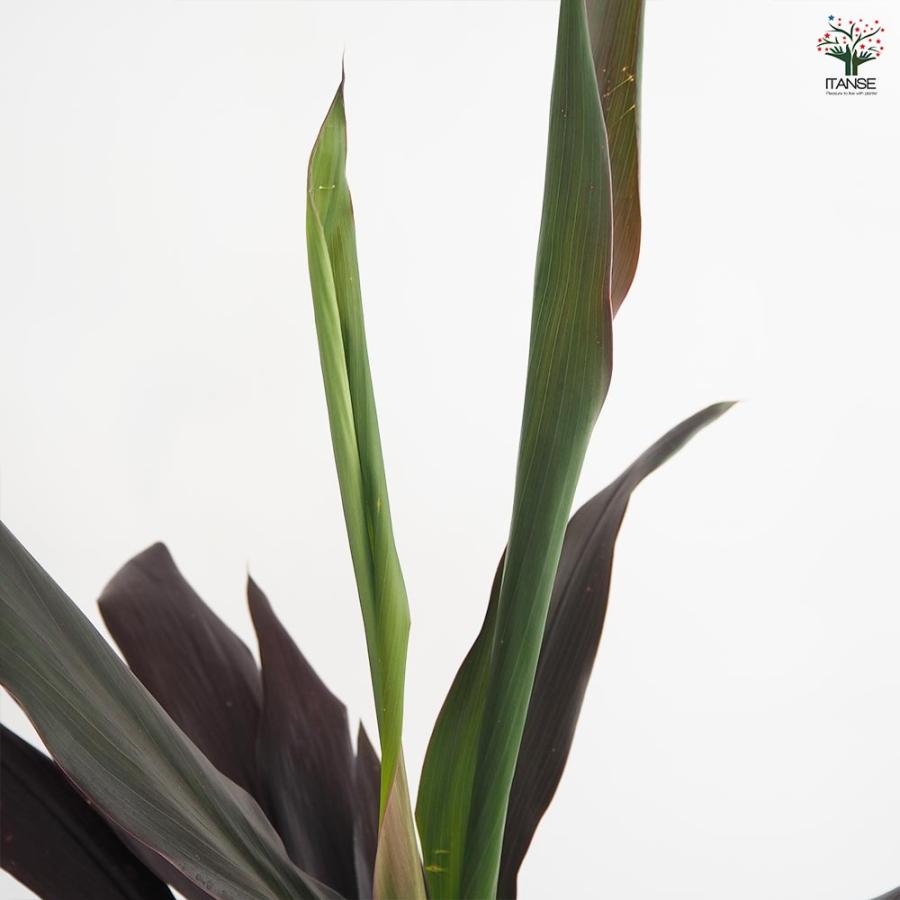 木葉秋紀 トランプ 500枚 ドラセナ ブラックリーフ 【観葉植物 7号／1個売り】 : shopooo by GMO