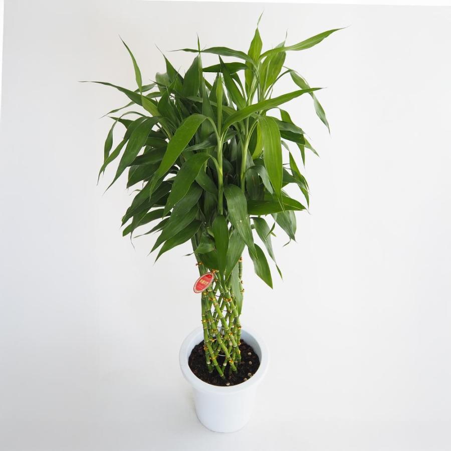 ドラセナ サンデリアーナ 緑葉 【観葉植物 8号／1個売り】 : shopooo