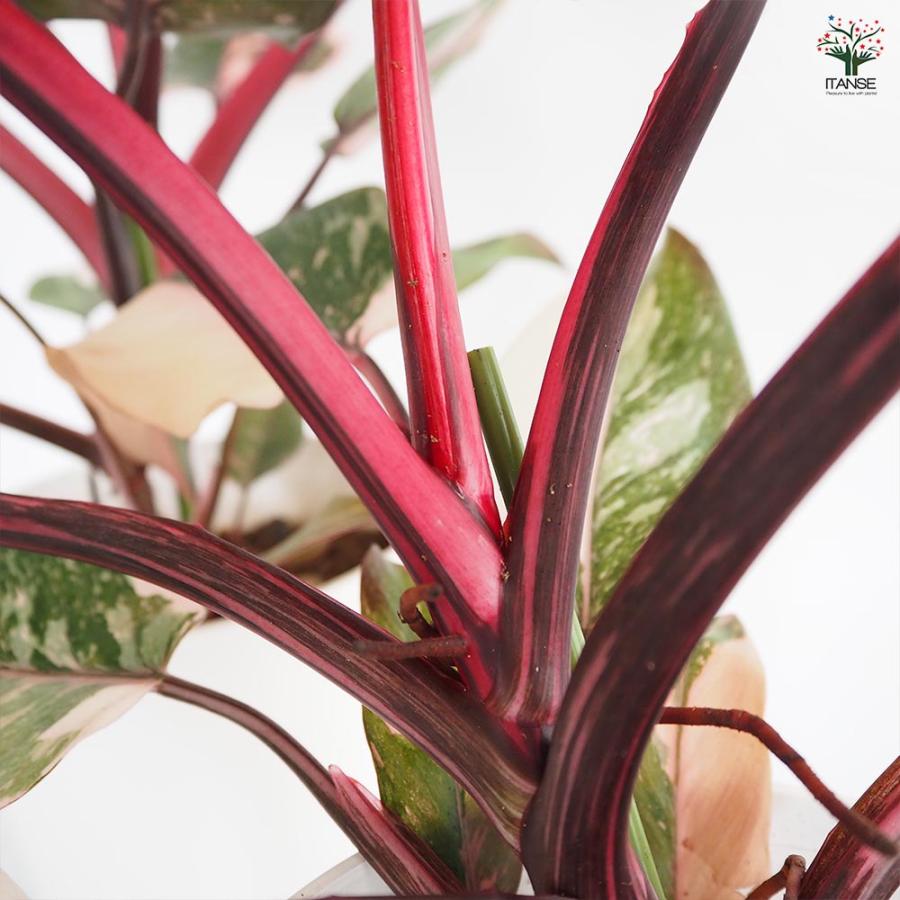 フィロデンドロン ピンクプリンセスギャラクシー 【観葉植物 6号／1個