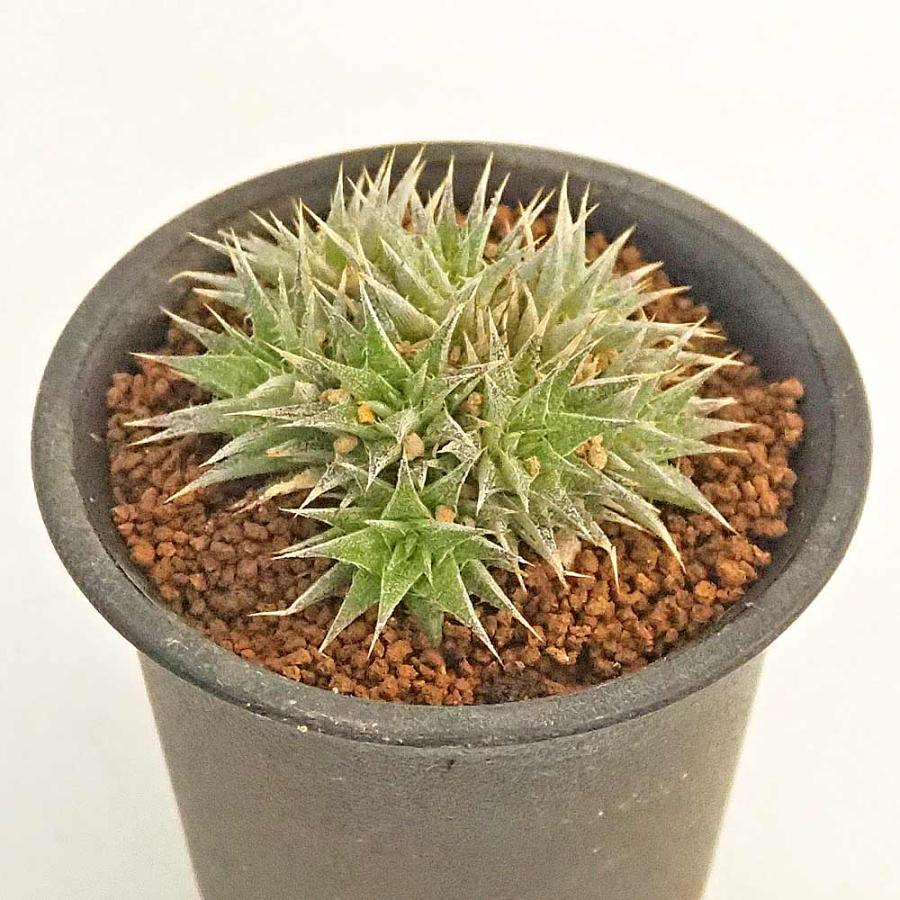 デウテロコニア ブレビフォリア クロランサ 【多肉植物 2.5号／1個売り