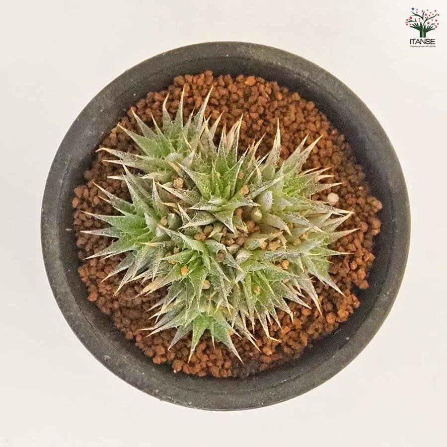 デウテロコニア ブレビフォリア クロランサ 【多肉植物 2.5号／1個売り