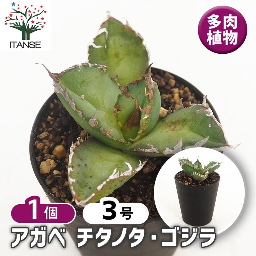 アガベ チタノタ ゴジラ 【多肉植物 3号／1個売り】 : shopooo by GMO