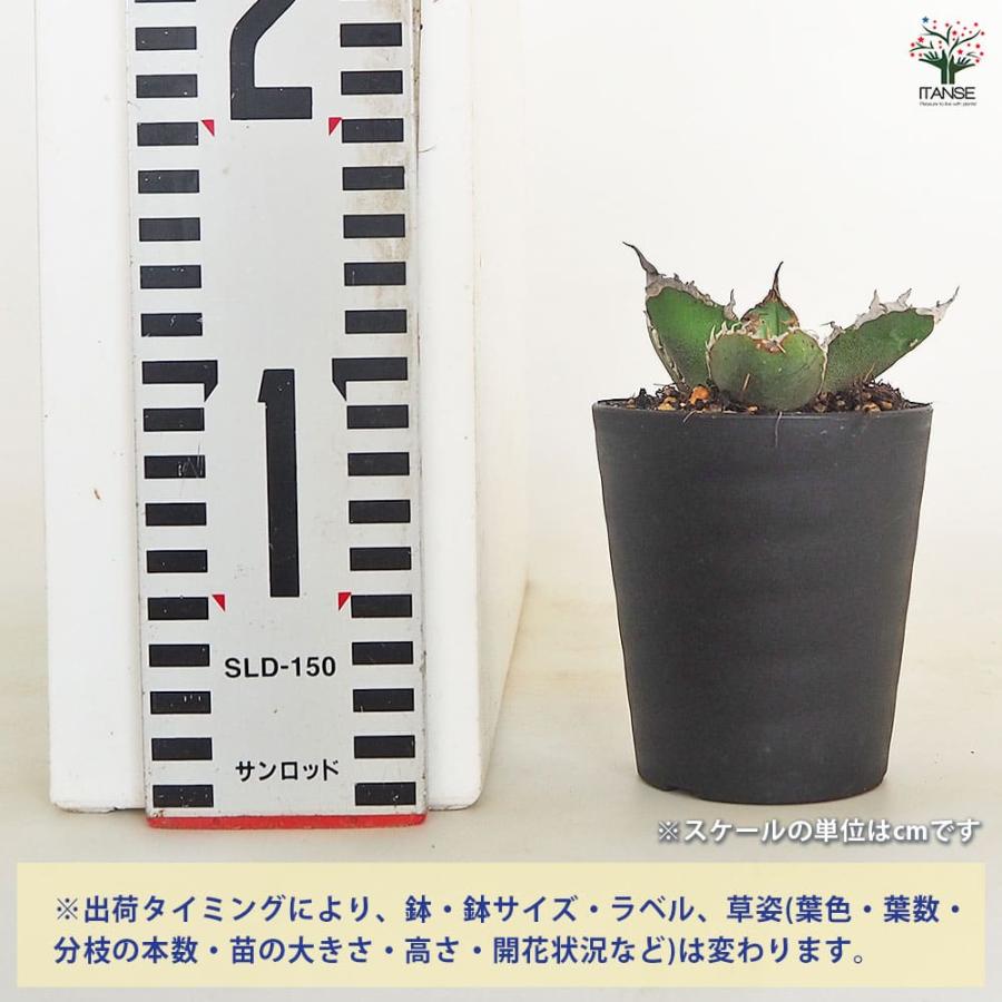 アガベ チタノタ ゴジラ 【多肉植物 3号／1個売り】 : shopooo by GMO