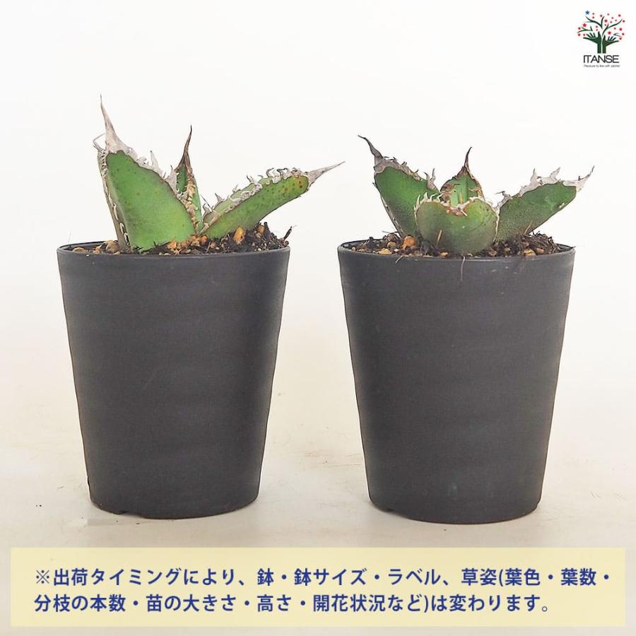 アガベ チタノタ ゴジラ 【多肉植物 3号／1個売り】 : shopooo by GMO