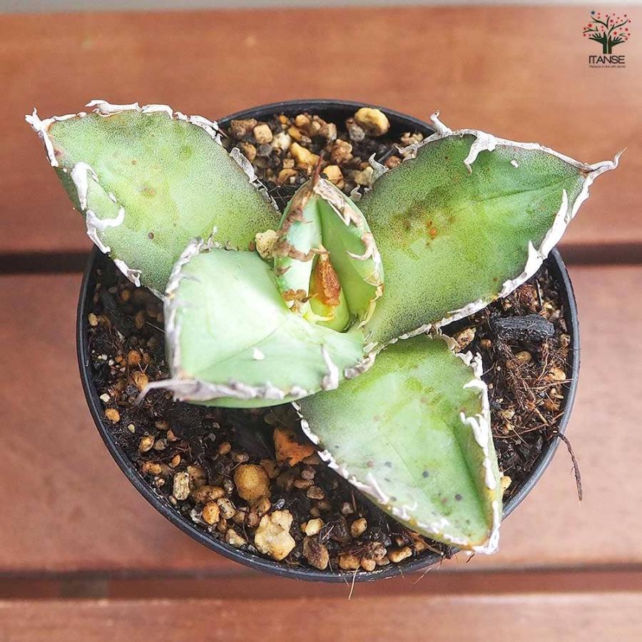アガベ チタノタ ゴジラ 【多肉植物 3号／1個売り】 : shopooo by GMO