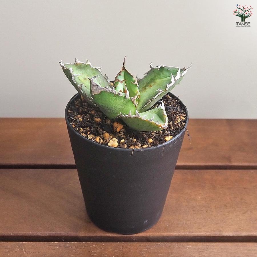 アガベ チタノタ ゴジラ 【多肉植物 3号／1個売り】 : shopooo by GMO