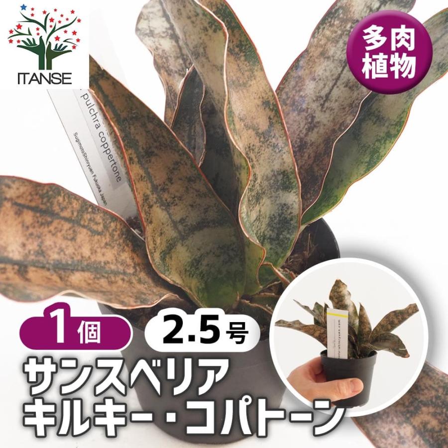サンスベリア キルキー スーパークローン 引き取りに来ていただける方限定 サンスベリア キルキー コパトーン 【多肉植物 2.5号／1個売り