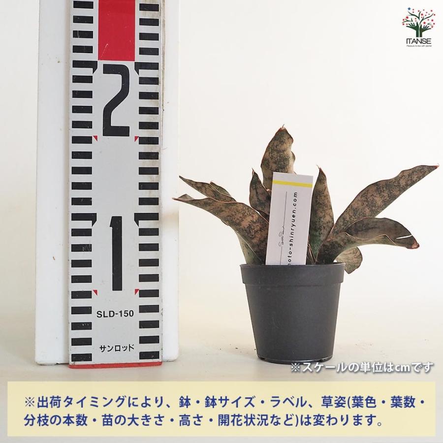 サンスベリア キルキー コパトーン 【多肉植物 2.5号／1個売り