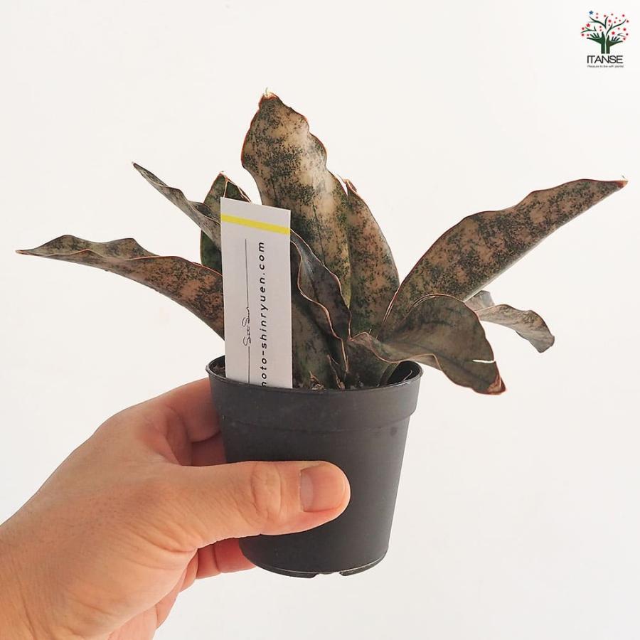 サンスベリア キルキー スーパークローン 引き取りに来ていただける方限定 サンスベリア キルキー コパトーン 【多肉植物 2.5号／1個売り