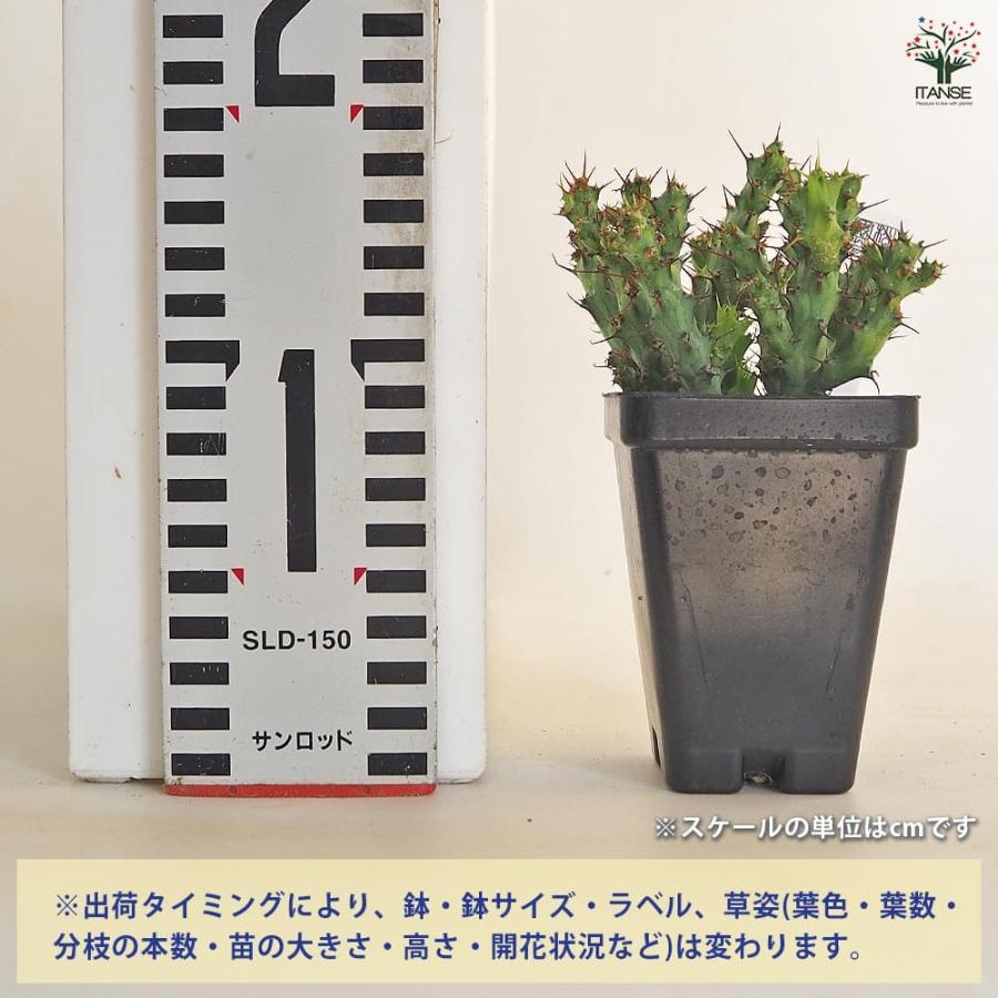 ユーフォルビア アクチノクラダ 【多肉植物 2.5号／1個売り
