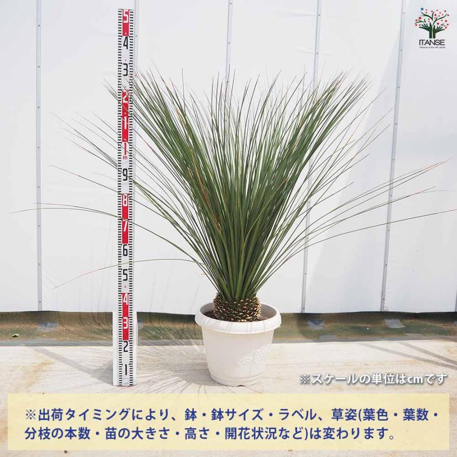 ダシリリオン ロンギッシマム 【多肉植物 13号／1個売り】 : shopooo