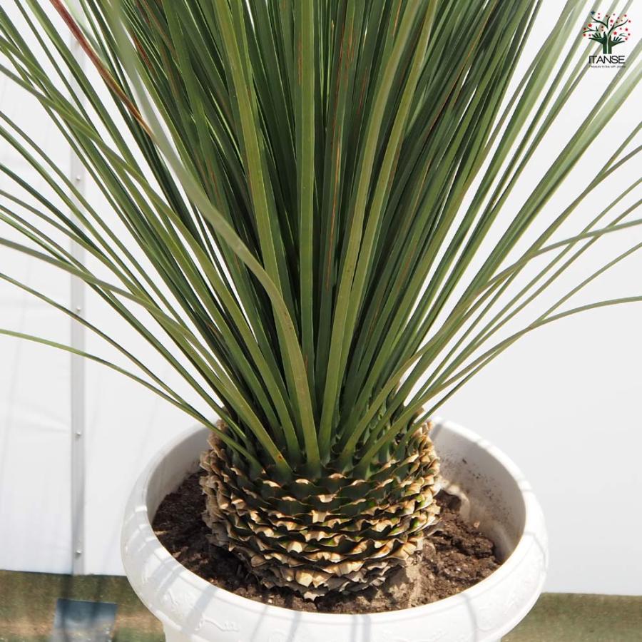 ダシリリオン ロンギッシマム 【多肉植物 13号／1個売り】 : shopooo