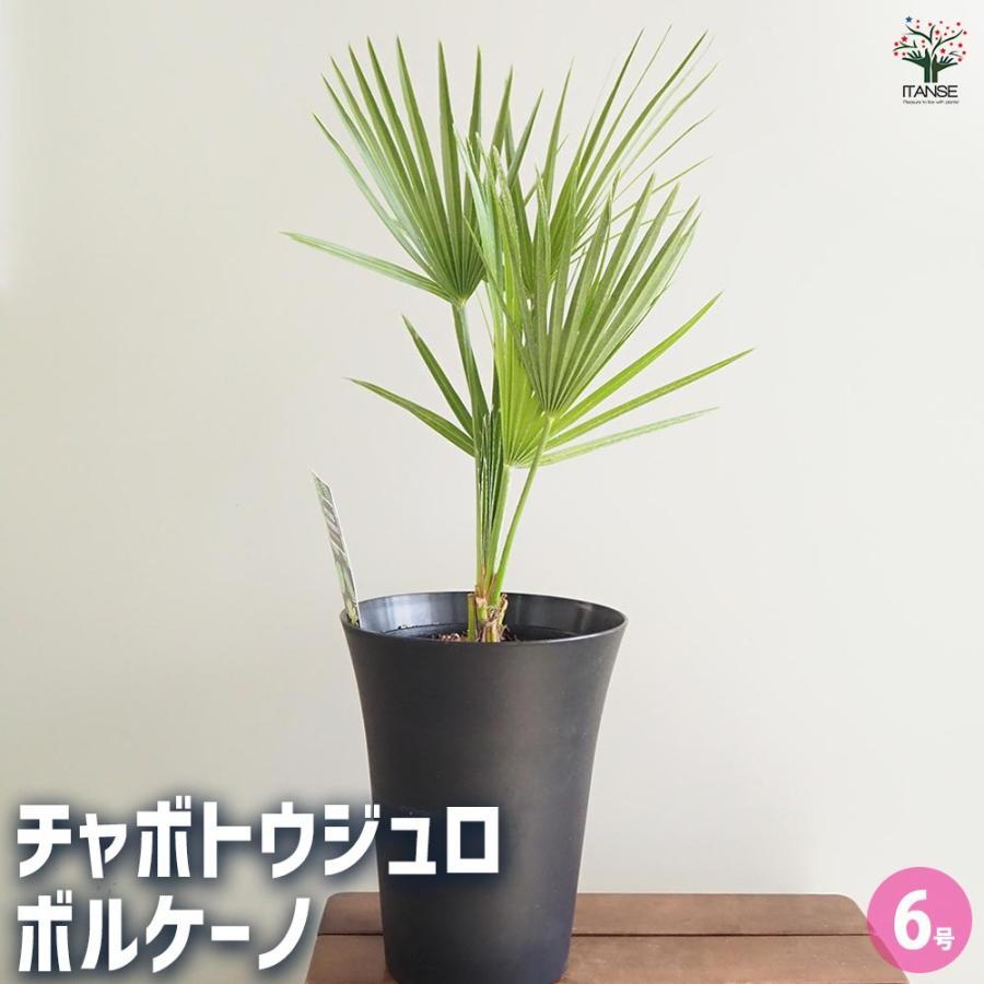 チャボトウジュロ(チャメロプス) ボルケーノ 【観葉植物 6号／1