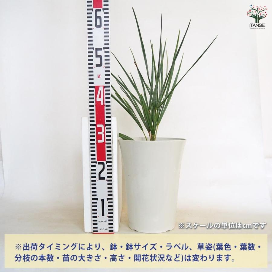 チャボトウジュロ(チャメロプス) セリフェラ 【観葉植物 7号／1個売り