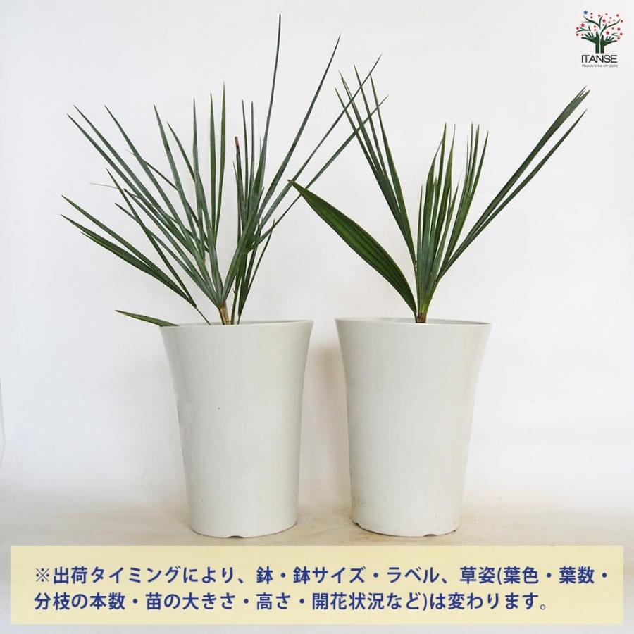 チャボトウジュロ(チャメロプス) セリフェラ 【観葉植物 7号／1個売り