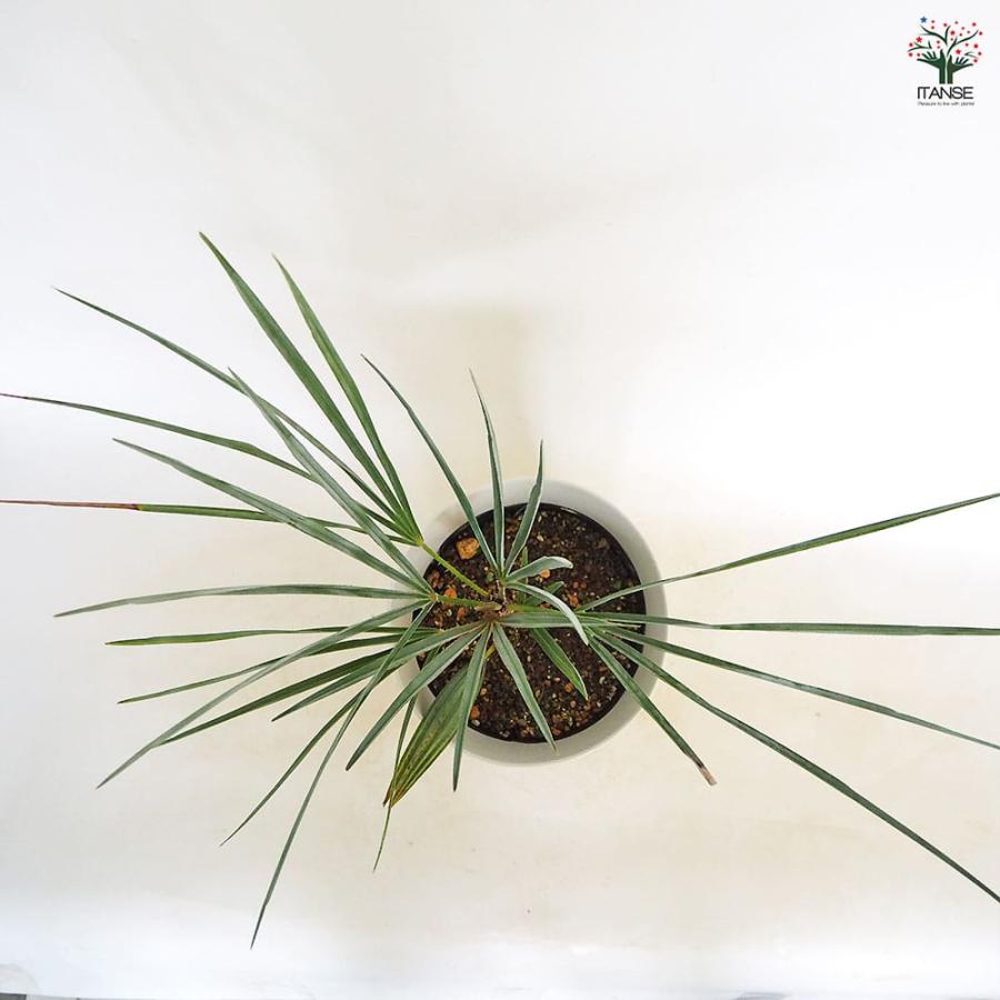 チャボトウジュロ(チャメロプス) セリフェラ 【観葉植物 7号／1個売り