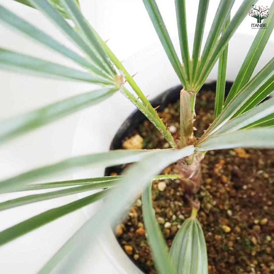 チャボトウジュロ(チャメロプス) セリフェラ 【観葉植物 7号／1個売り