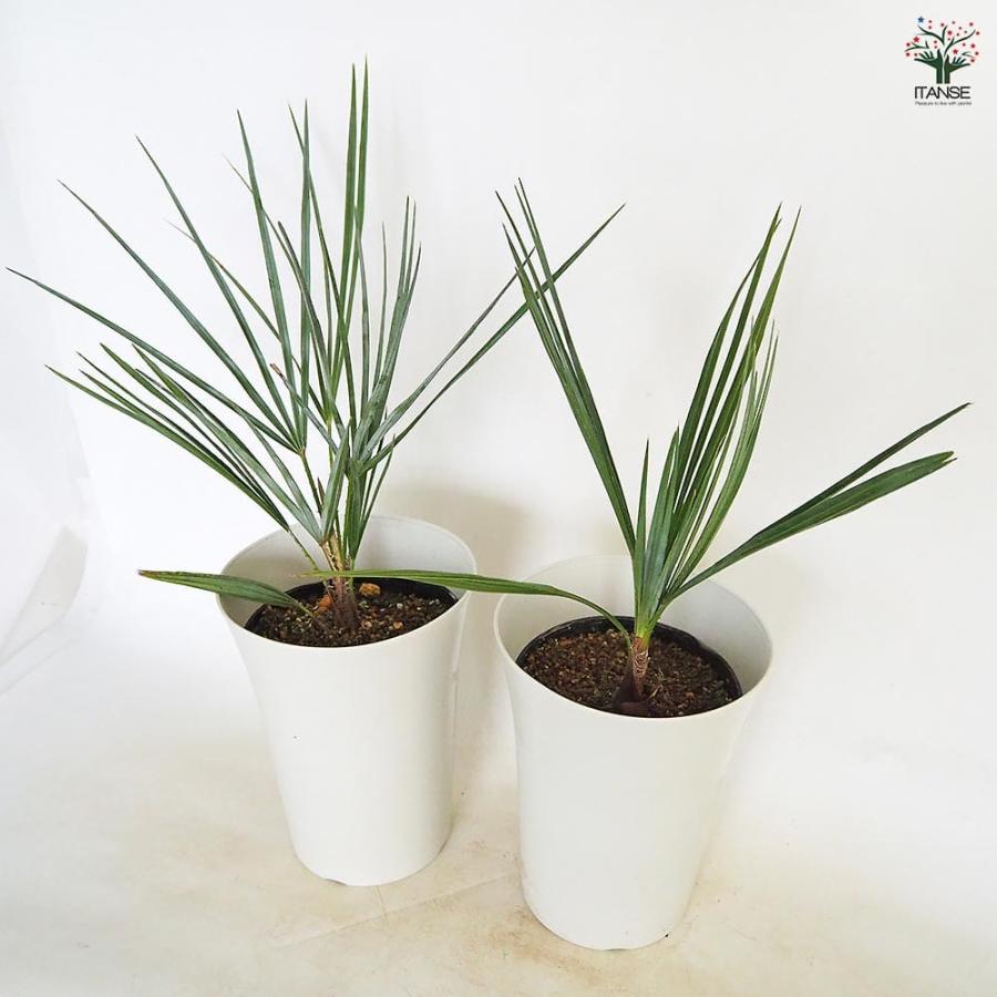チャボトウジュロ(チャメロプス) セリフェラ 【観葉植物 7号／1個売り