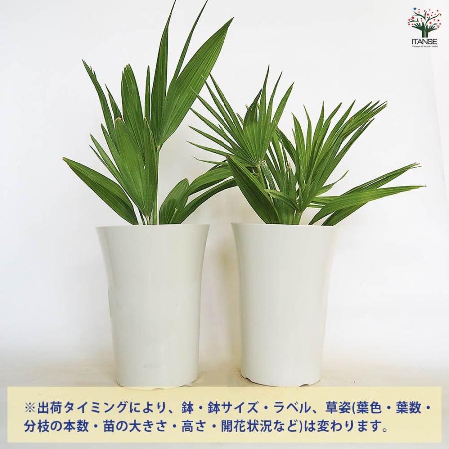 チャボトウジュロ(チャメロプス) ボルケーノ 【観葉植物 7号／1個売り