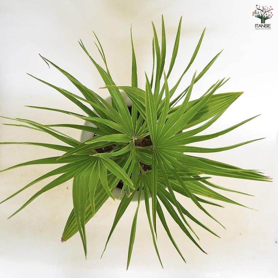 チャボトウジュロ(チャメロプス) ボルケーノ 【観葉植物 7号／1個売り