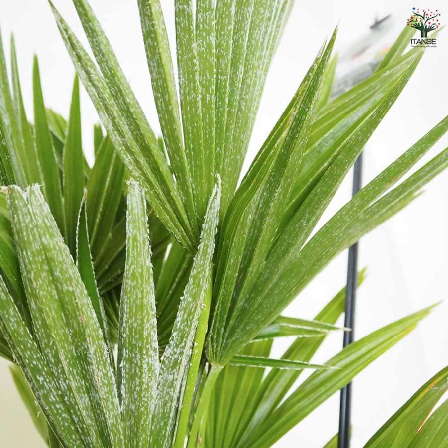 チャボトウジュロ(チャメロプス) ボルケーノ 【観葉植物 7号／1個売り