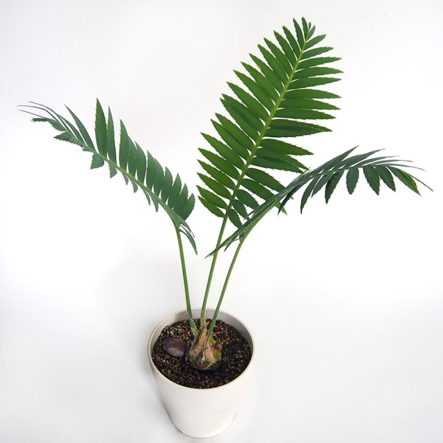 ディオーン スピヌロスム 【観葉植物 5号／1個売り】 : shopooo by GMO