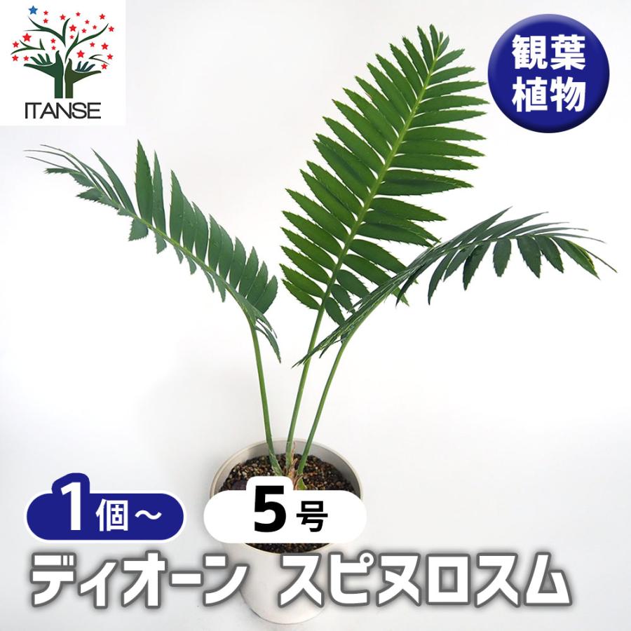ディオーン スピヌロスム 【観葉植物 5号／1個売り】 : shopooo by GMO