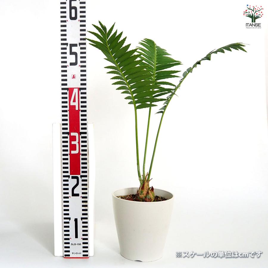 ディオーン スピヌロスム 【観葉植物 5号／1個売り】 : shopooo by GMO