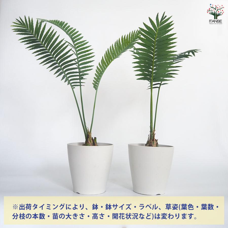 ディオーン スピヌロスム 【観葉植物 5号／1個売り】 : shopooo by GMO