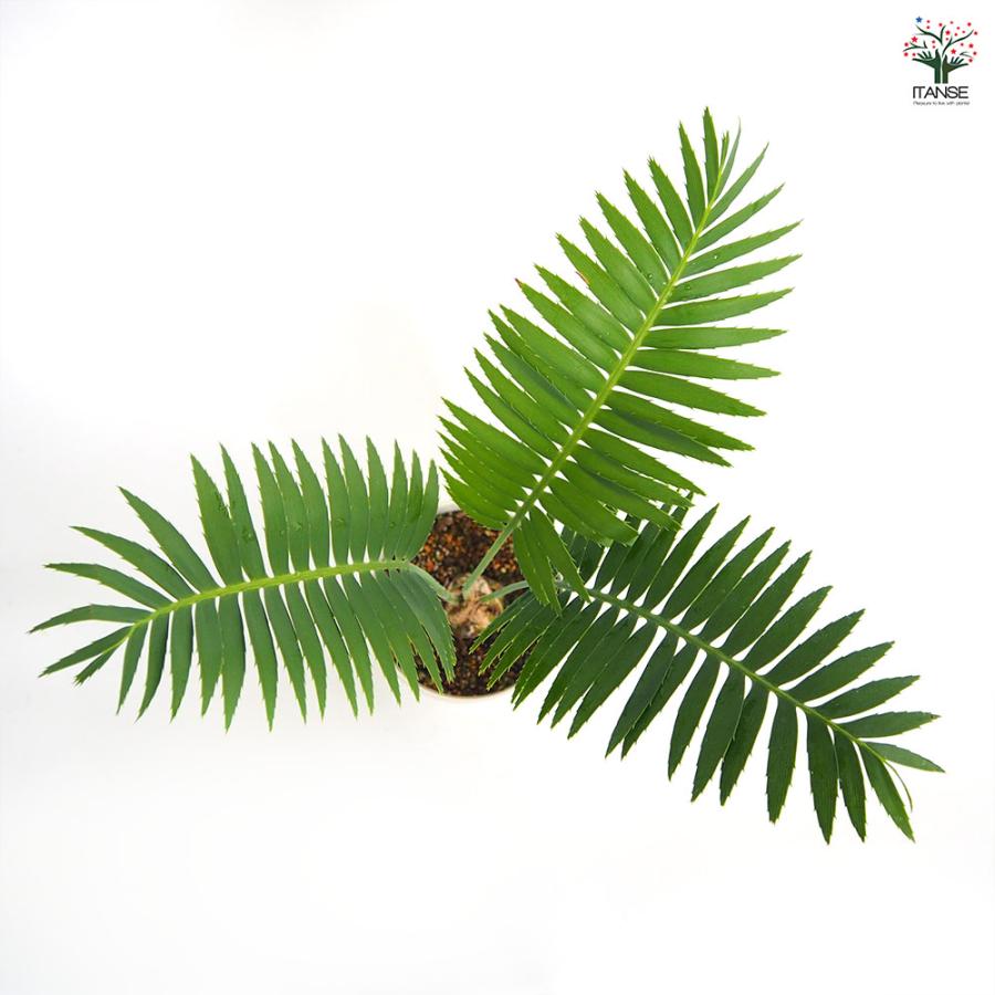ディオーン スピヌロスム 【観葉植物 5号／1個売り】 : shopooo by GMO
