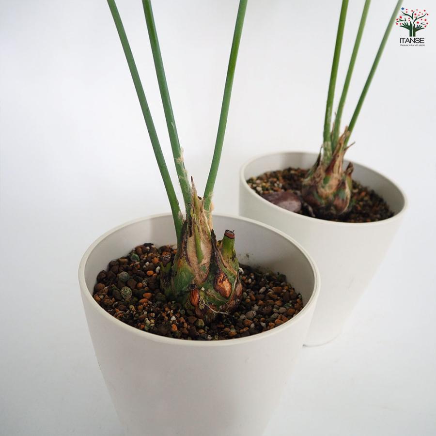 ディオーン スピヌロスム 【観葉植物 5号／1個売り】 : shopooo by GMO