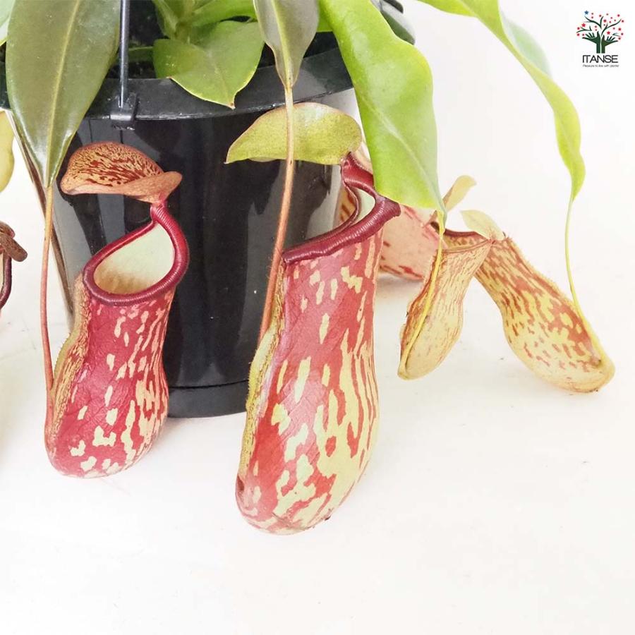 食虫植物 ネペンテス ガヤ 【観葉植物 5号／1個売り】 : shopooo by