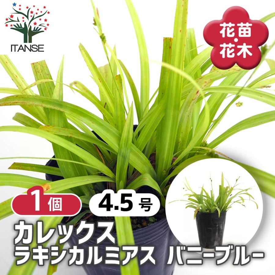 カレックス ラキシカルミアス バニーブルー 【花苗 4.5号／1個売り