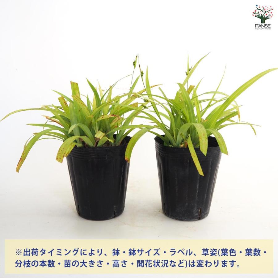 カレックス ラキシカルミアス バニーブルー 【花苗 4.5号／1個売り