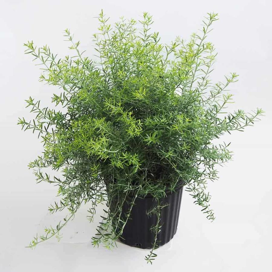 ウエストリンギア モーニングライト 【花木苗 7号／1個売り