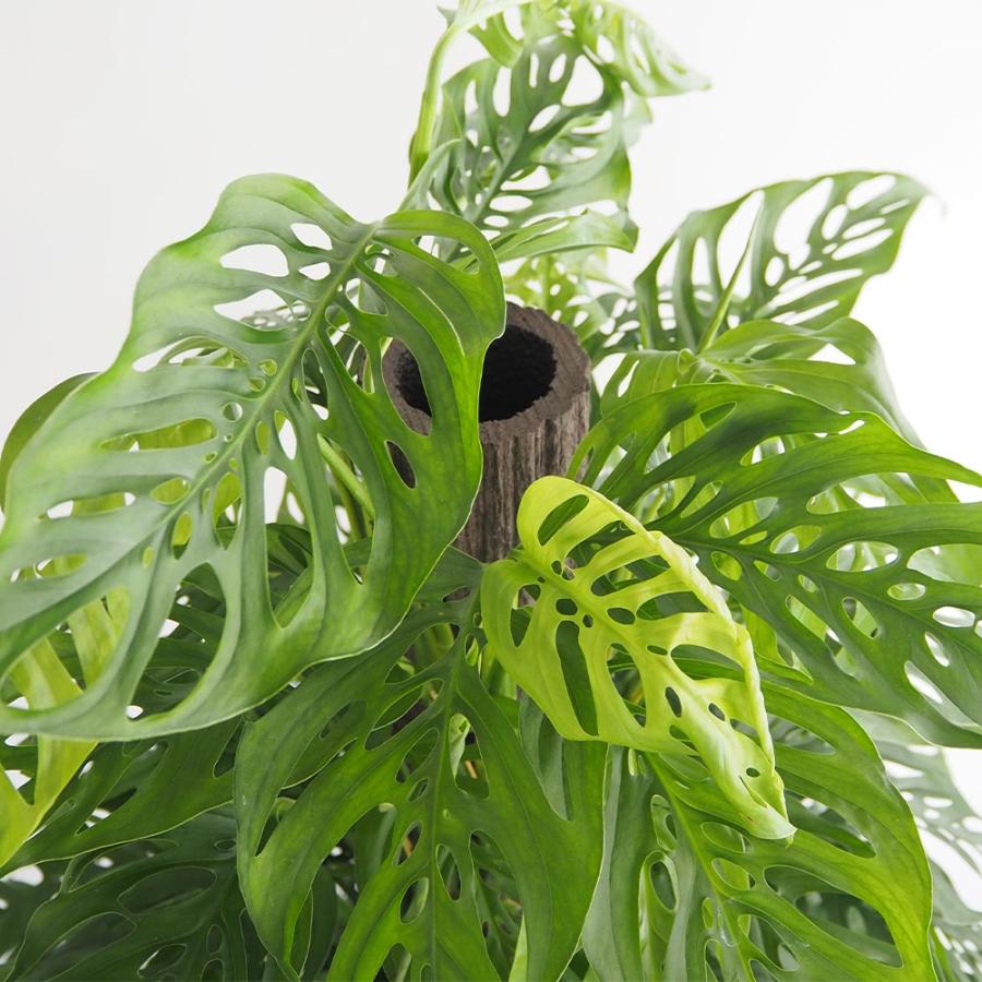 モンステラ アダンソニー 【観葉植物 8号／1個売り】 : shopooo by GMO