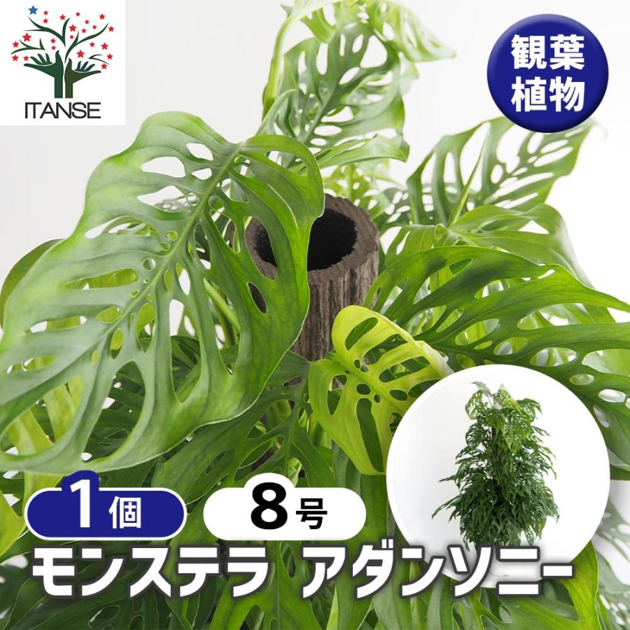 モンステラ アダンソニー 【観葉植物 8号／1個売り】 : shopooo by GMO