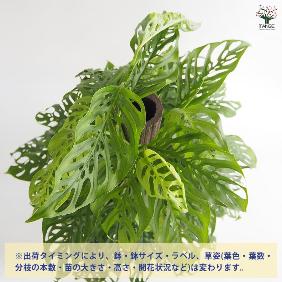 モンステラ アダンソニー 【観葉植物 8号／1個売り】 : shopooo by GMO