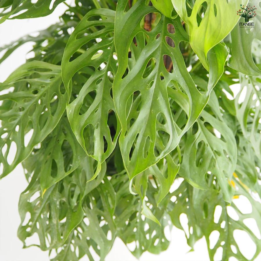 モンステラ アダンソニー 【観葉植物 8号／1個売り】 : shopooo by GMO