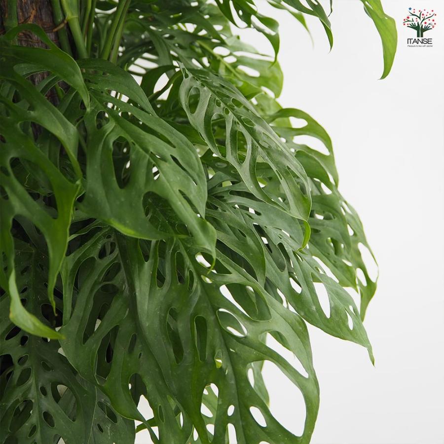 モンステラ アダンソニー 【観葉植物 8号／1個売り】 : shopooo by GMO