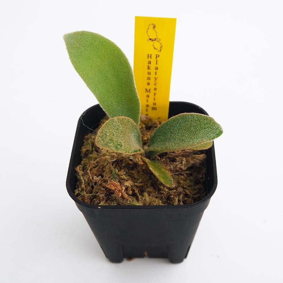 コウモリラン ハクナマタタ 【観葉植物 2.5号／1個売り】 : shopooo by