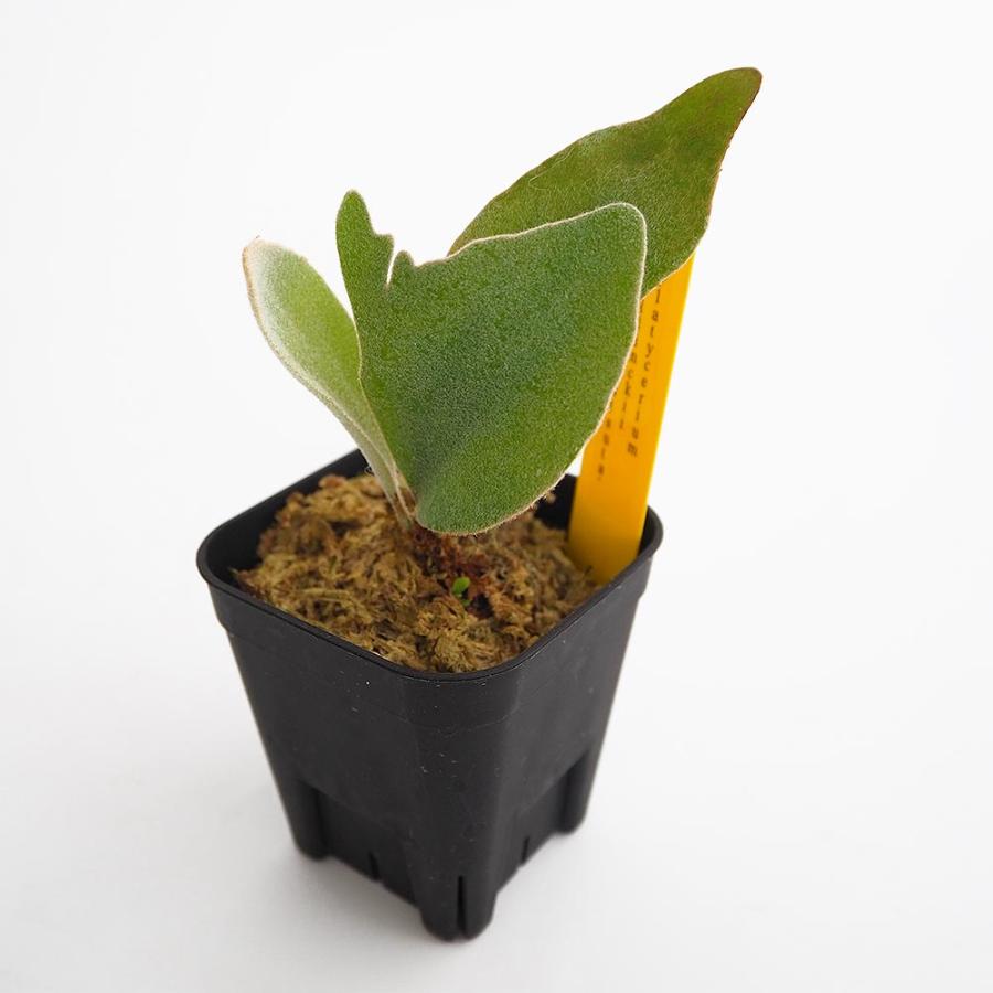 コウモリラン ペドロタツタ 【観葉植物 2.5号／1個売り】 : shopooo by